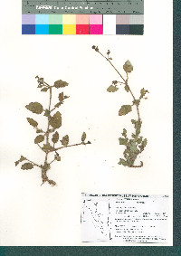 Boerhavia coccinea image