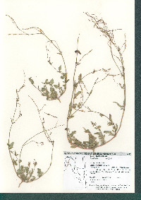 Boerhavia wrightii image