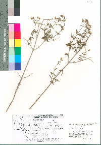 Brickellia coulteri image