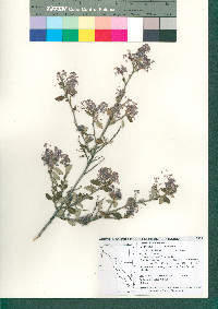 Ceanothus tomentosus subsp. olivaceus image