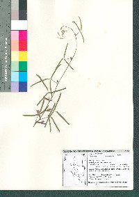 Cologania angustifolia image