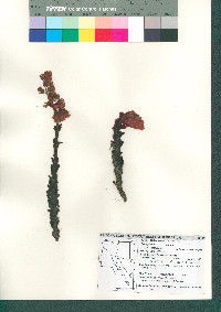 Conopholis alpina image