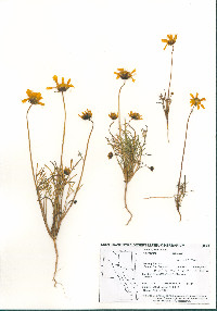 Coreopsis bigelovii image