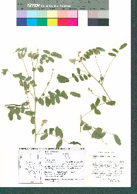 Coursetia caribaea var. caribaea image