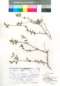 Croton sonorae image