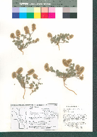 Dalea neomexicana var. neomexicana image