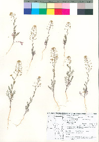 Descurainia pinnata subsp. ochroleuca image