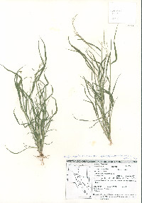 Leptochloa panicea image