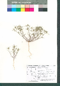 Eriastrum diffusum image