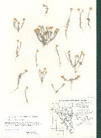 Eriophyllum lanosum image