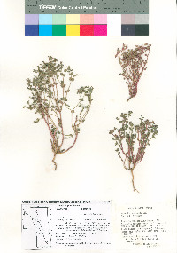 Euphorbia spathulata image