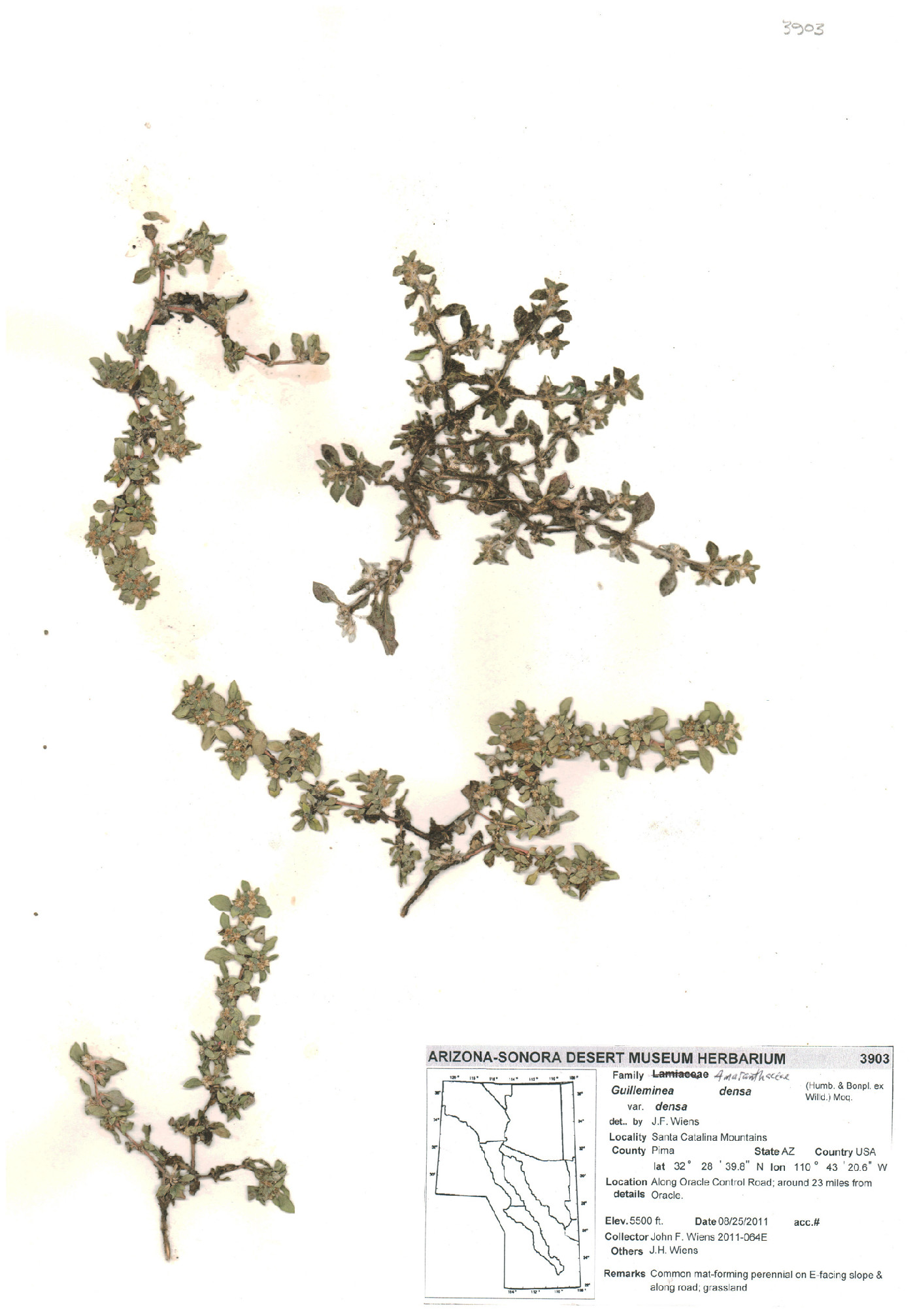 Guilleminea densa var. densa image