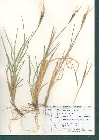 Heteropogon contortus image