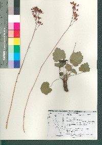 Heuchera sanguinea image