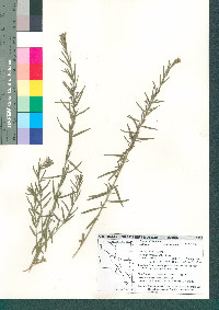 Lythrum californicum image