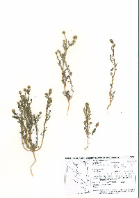 Matricaria discoidea image