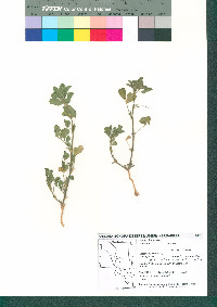 Melilotus indicus image