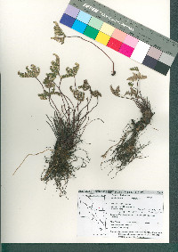 Notholaena standleyi image