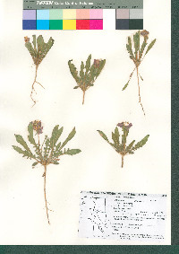 Oenothera primiveris image