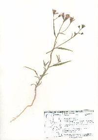 Palafoxia arida image