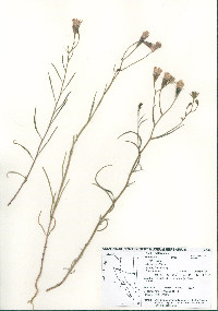 Palafoxia arida image