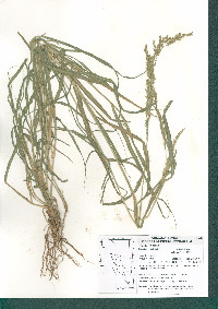 Panicum hirticaule var. stramineum image