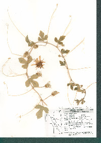 Passiflora arizonica image