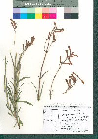 Penstemon subulatus image