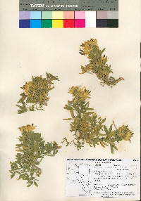 Peritoma arborea image