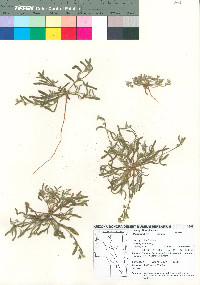 Plagiobothrys pringlei image