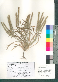 Plantago patagonica image