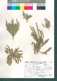 Plantago rhodosperma image