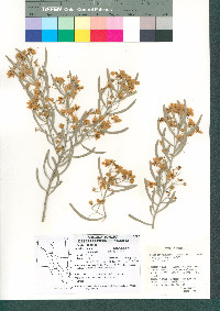 Senna artemisioides subsp. petiolaris image