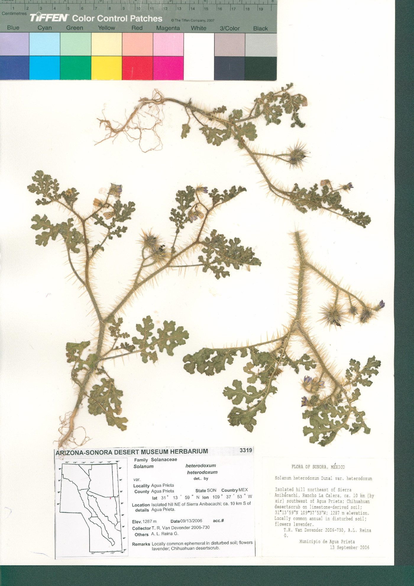 Solanum heterodoxum var. heterodoxum image