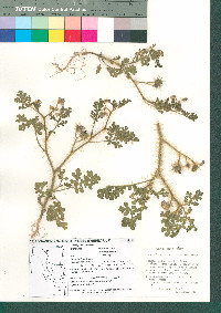 Solanum heterodoxum var. heterodoxum image