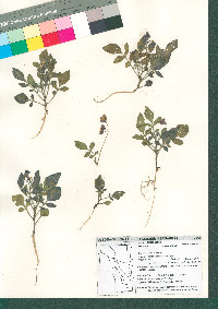 Solanum stoloniferum image
