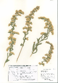 Solidago velutina image