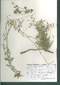 Tephrosia vicioides image