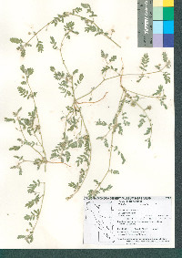 Tribulus terrestris image