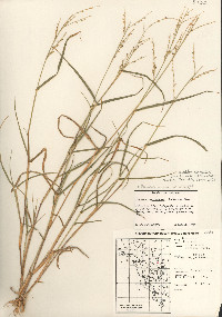 Urochloa arizonica image