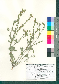 Zornia leptophylla image