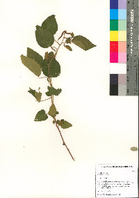 Acalypha californica image