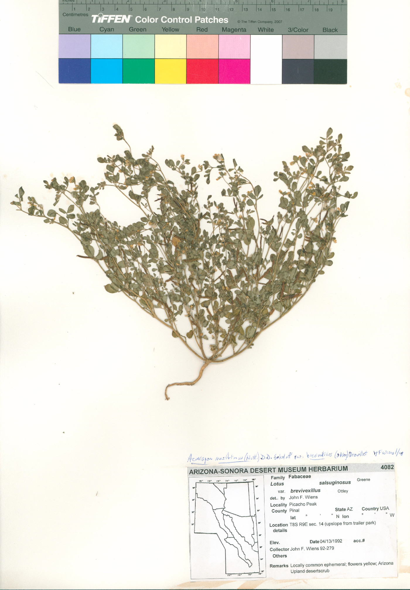 Acmispon maritimus var. brevivexillus image