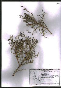 Allenrolfea occidentalis image