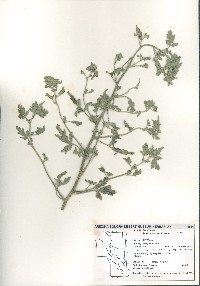 Ambrosia acanthicarpa image