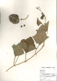 Apodanthera undulata image