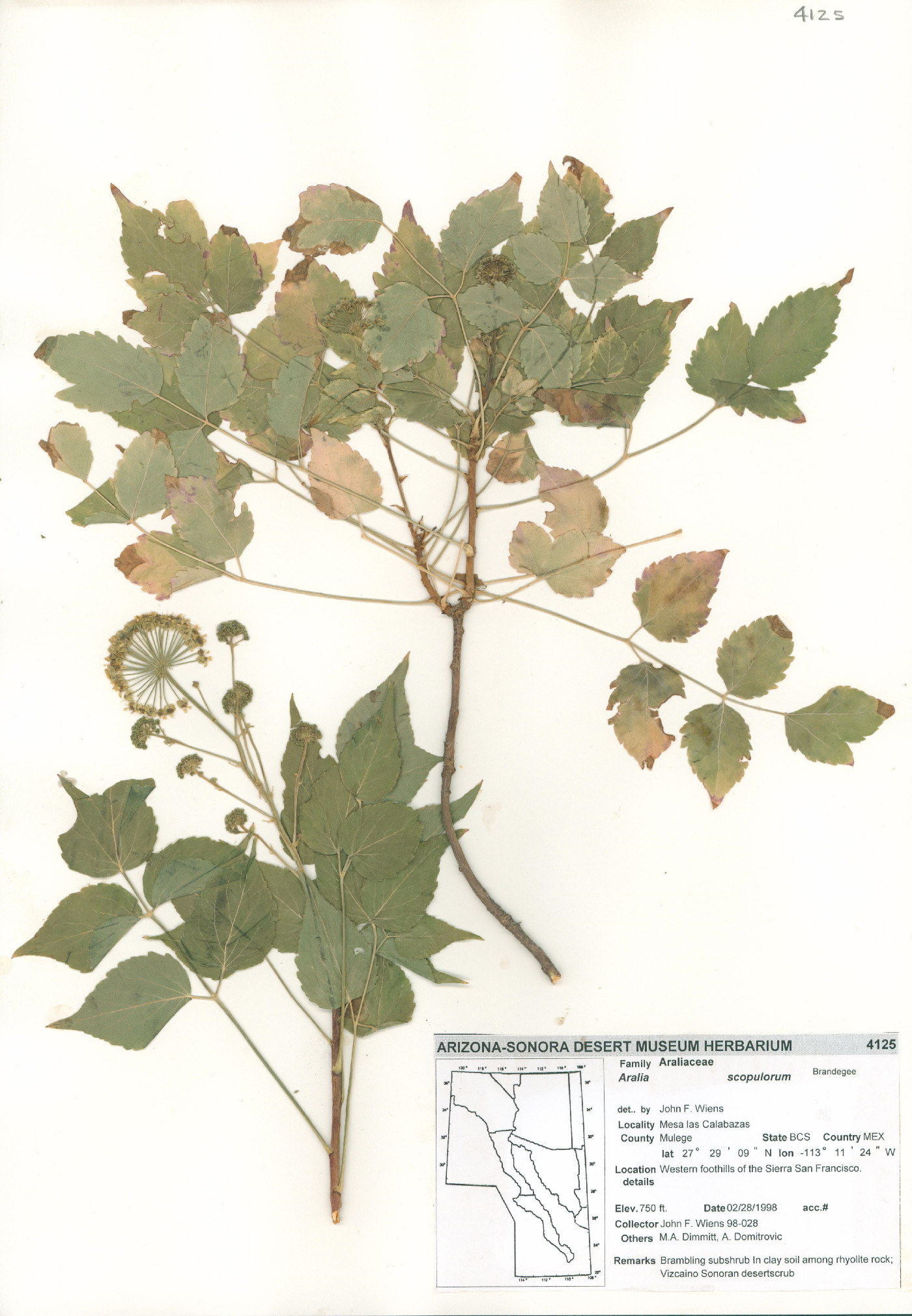 Aralia scopulorum image