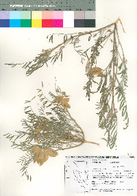 Astragalus allochrous image