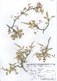 Mahonia haematocarpa image