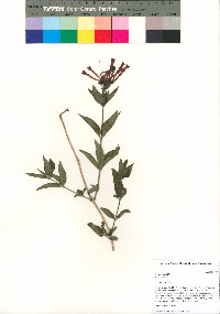 Bouvardia ternifolia image